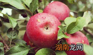 拨丝苹果的做法最好吃 拨丝苹果