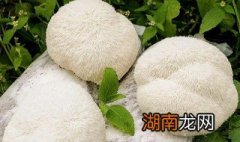 新鲜猴头菇做菜前需要用开水焯吗多久 新鲜猴头菇做菜前需要用开水焯吗