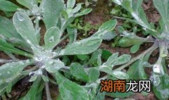 鼠曲草的吃法与禁忌 鼠曲草的吃法