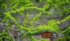 香煎榆钱饼做法 榆钱饼怎么做
