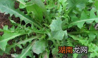 婆婆丁怎么做好吃凉拌 婆婆丁怎么做好吃