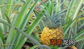 吃金黄菠萝的正确方法 吃金黄菠萝的正确方法是什么
