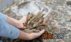 炒虾怎么炒好吃又嫩视频 炒虾怎么炒好吃