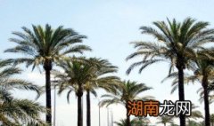 棕榈树花苞怎么吃 棕榈树花苞吃法大全