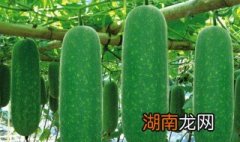 节瓜怎么做好吃 节瓜怎么做好吃 炒