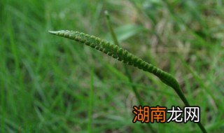 新鲜一支箭怎么吃 新鲜的一支箭怎么吃