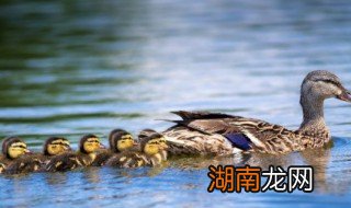 鸭肝怎么做好吃 鸭肝怎么做好吃又简单