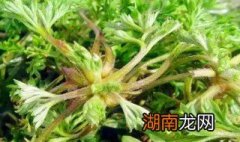 白蒿怎么吃最好 白蒿怎样吃好