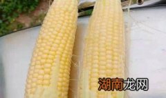 水果玉米怎么吃可以减肥 水果玉米怎么吃