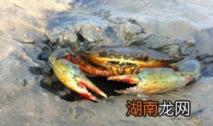 和乐蟹的做法和配方 和乐蟹怎么做好吃