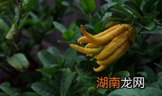 佛手的汁水怎么去除 佛手怎么清洁