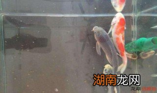 茶鲤怎么挑选 茶鲤怎么看好坏