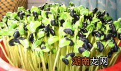 绿色的豆芽叫什么 绿色的豆芽叫什么苗