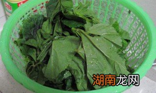 冬葵菜的做法 冬葵菜的做法图片