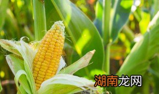 怎么做芝士玉米饼 芝士玉米饼做法