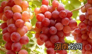 嘉宝果是凉性还是热性 树葡萄是凉性还是热性