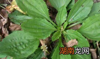 车轱辘菜怎么吃最好 车轱辘菜怎么吃