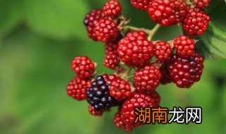 树莓的功效与作用禁忌及食用方法 树莓的功效与作用禁忌