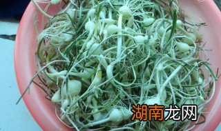 小根菜怎么做好吃简单视频,小根菜可以包馅吃吗 小根菜怎么做好吃