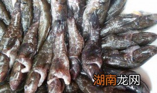 老头鱼怎么做好吃视频年鱼做法 老头鱼怎么做好吃