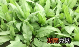 苦麦菜怎么做好吃视频 苦麦菜怎么做好吃