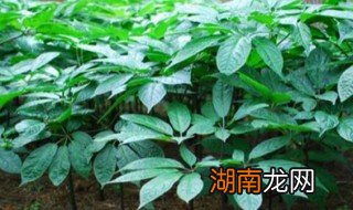 新鲜的田七叶子怎么吃 新鲜的田七叶子怎么吃营养好