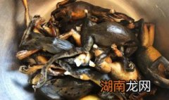 清蒸哈什蚂图片 清蒸哈什蚂