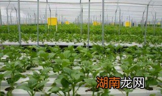 可以水培的蔬菜 可以水培的蔬菜有哪些