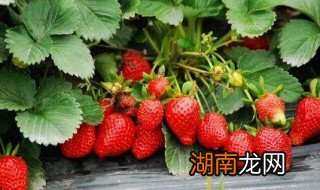 草莓牛奶冻的简单做法 草莓牛奶冻的做法