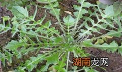 荠菜根可以吃吗 荠菜根可以吃吗功效与作用