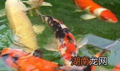 锦鲤可以吃吗锦鲤锦鲤可以吃吗 锦鲤可以吃吗