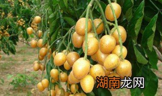 黄皮的功效 黄皮果的功效与作用