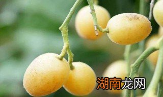 黄皮果的功效 百度黄皮果的功效