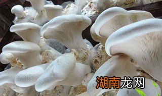 白灵菇保存时间 白灵菇怎么长期保存