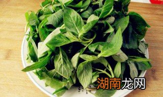 薄荷干怎么做菜好吃窍门 薄荷干怎么做菜好吃