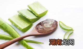 新鲜芦荟怎么吃 新鲜芦荟怎么吃最好