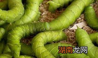 豆青虫怎么吃视频教程 豆青虫怎么吃