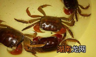 螃蟹怎么弄处理 螃蟹怎么弄处理干净