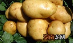 土豆吃着减肥吗 土豆吃了可以减肥吗