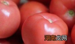 西红柿的100种做法 西红柿做法简单
