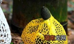 竹荪一个人一次吃几根 竹荪要去掉哪些东西