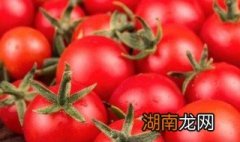 草莓番茄是什么品种的 草莓番茄是什么品种