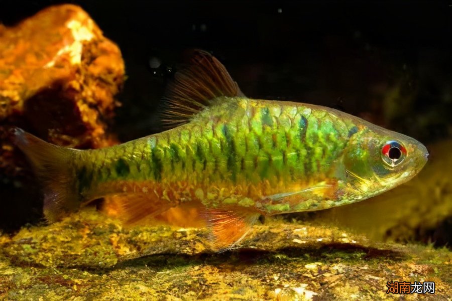 什么鱼家里养起来比较容易 什么鱼最好养不容易死