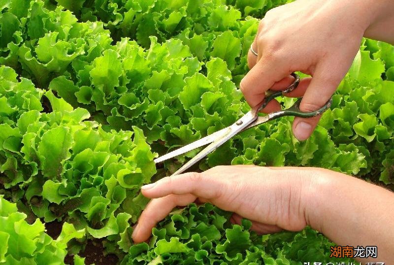 营养高的蔬菜排行榜 十大最有营养的蔬菜排名