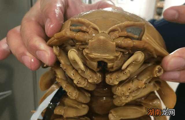 全球最吓人的动物是什么 世界上最可怕的动物