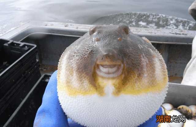 全球最吓人的动物是什么 世界上最可怕的动物