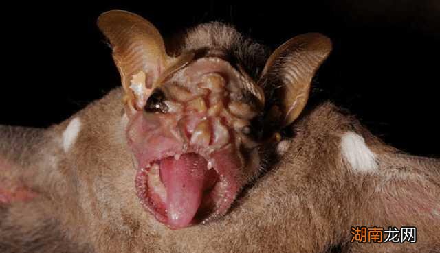 全球最吓人的动物是什么 世界上最可怕的动物