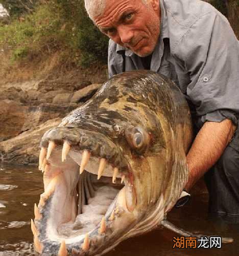 全球最吓人的动物是什么 世界上最可怕的动物