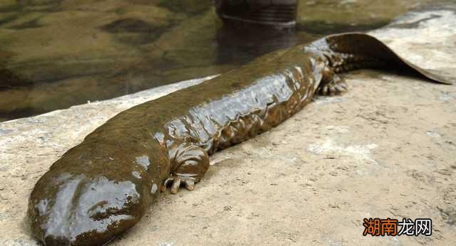 全球最吓人的动物是什么 世界上最可怕的动物