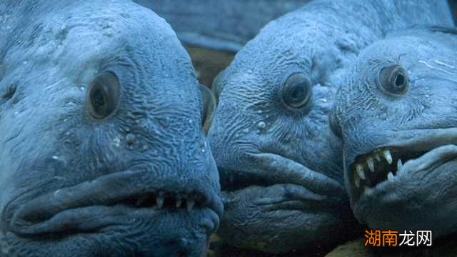全球最吓人的动物是什么 世界上最可怕的动物